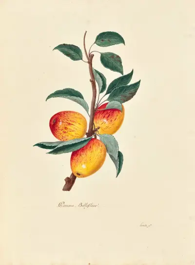 Collection du regne vegetal, arbres, forestiers et fruitiers, leurs fruits, &a Pl.34 av Pierre Francois Ledoulx