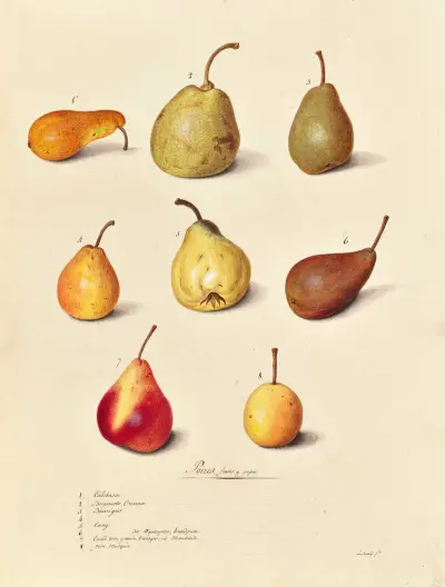Collection du regne vegetal, arbres, forestiers et fruitiers, leurs fruits, &a Pl.25 av Pierre Francois Ledoulx