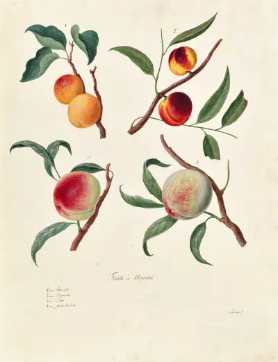 Collection du regne vegetal, arbres, forestiers et fruitiers, leurs fruits, &a Pl.22 av Pierre Francois Ledoulx