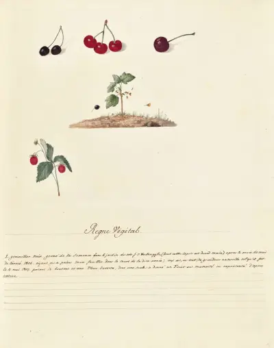 Collection du regne vegetal, arbres, forestiers et fruitiers, leurs fruits, &a Pl.16 av Pierre Francois Ledoulx