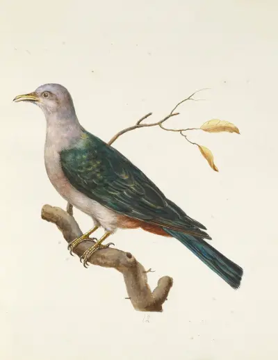Dessins originaux de 12 pigeons étrangers, inconnus et recueillis par le voyageur Le Vaillant Pl.12 av François Levaillant