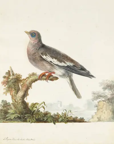 Dessins originaux de 12 pigeons étrangers, inconnus et recueillis par le voyageur Le Vaillant Pl.08 av François Levaillant