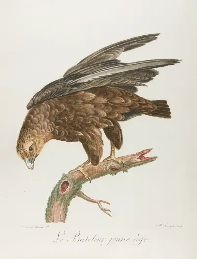 Le bateleur jeune age av François Levaillant