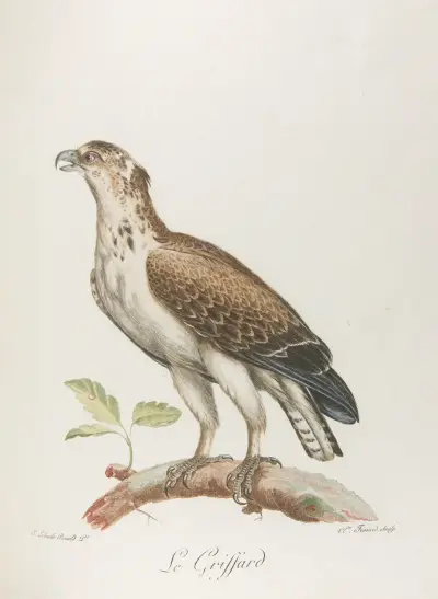 Le griffard av François Levaillant
