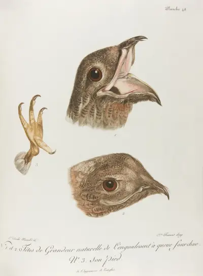 No. 1. et 2. Tetes de Grandeur naturelle de L’engoulevent … av François Levaillant