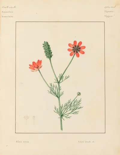 Pflanzen aus der Umgebung von Paris Pl.001 von Pierre Jean François Turpin