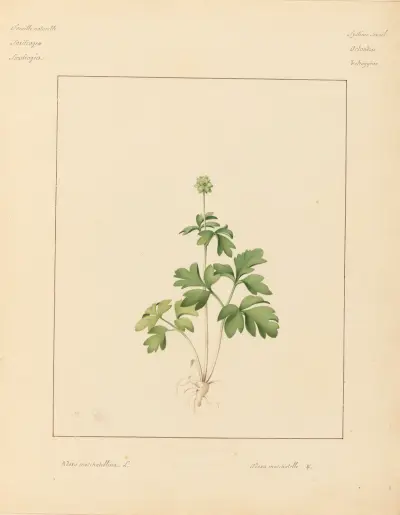 Plantes des environs de Paris Pl.002 av Pierre Jean François Turpin