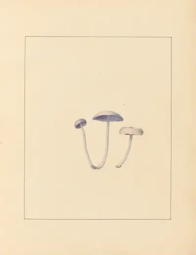 Pflanzen aus der Umgebung von Paris, Tafel 3 von Pierre Jean François Turpin