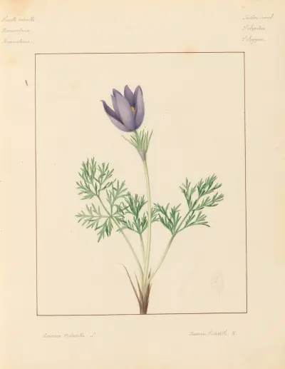 Pflanzen aus der Umgebung von Paris Tafel 009 von Pierre Jean François Turpin