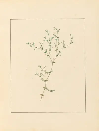 Pflanzen aus der Umgebung von Paris Taf. 010 von Pierre Jean François Turpin