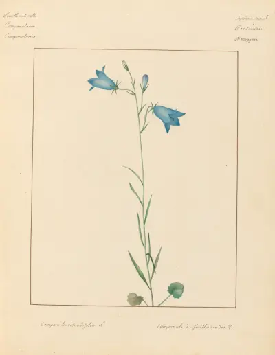 Pflanzen aus der Umgebung von Paris Taf. 013 von Pierre Jean François Turpin