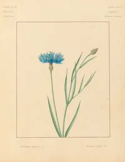 Pflanzen aus der Umgebung von Paris Taf. 016 von Pierre Jean François Turpin
