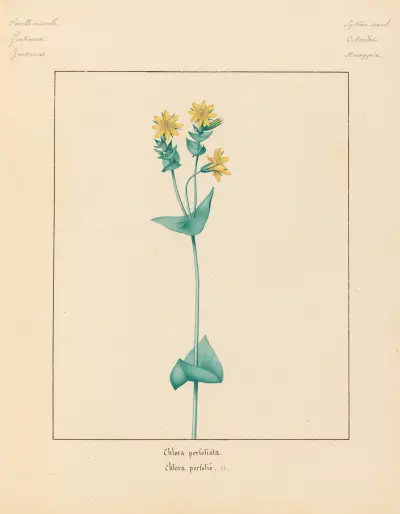 Pflanzen aus der Umgebung von Paris, Tafel 017 von Pierre Jean François Turpin