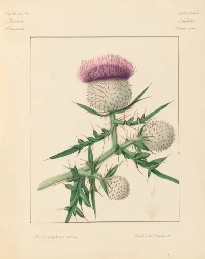Pflanzen aus der Umgebung von Paris Taf. 020 von Pierre Jean François Turpin