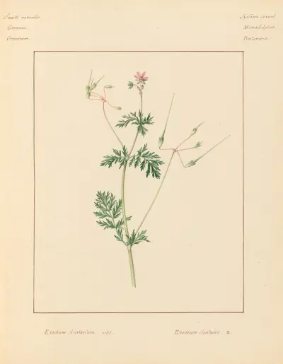 Pflanzen aus der Umgebung von Paris, Tafel 029 von Pierre Jean François Turpin
