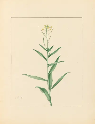 Plantes des environs de Paris Pl.030 von Pierre Jean François Turpin