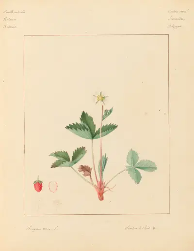 Pflanzen aus der Umgebung von Paris, Tafel 031 von Pierre Jean François Turpin
