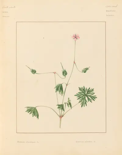 Pflanzen aus der Umgebung von Paris, Tafel 032 von Pierre Jean François Turpin