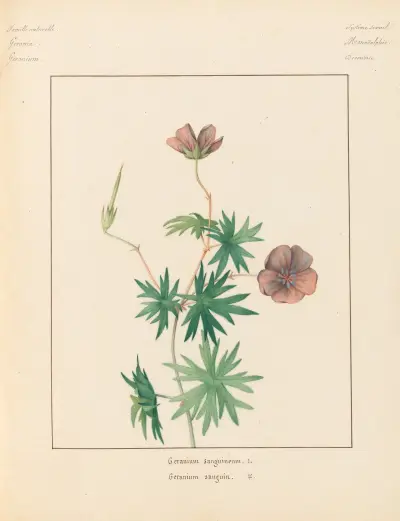 Pflanzen aus der Umgebung von Paris, Tafel 033 von Pierre Jean François Turpin