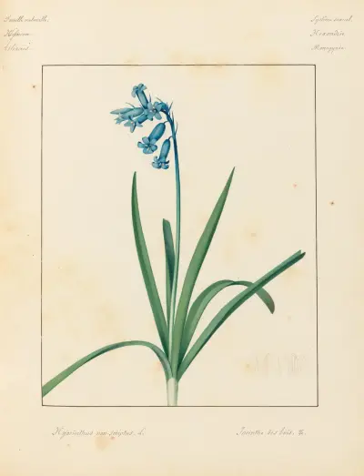 Pflanzen aus der Umgebung von Paris, Tafel 036 von Pierre Jean François Turpin