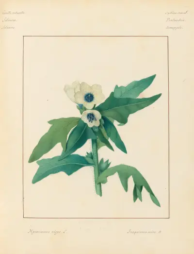 Pflanzen aus der Umgebung von Paris, Taf. 37 von Pierre Jean François Turpin