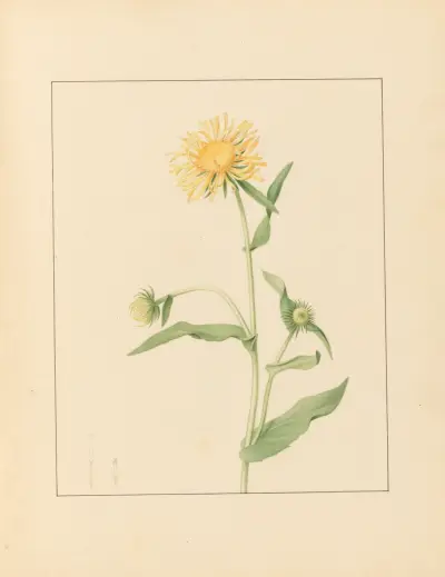 Pflanzen aus der Umgebung von Paris Taf. 039 von Pierre Jean François Turpin