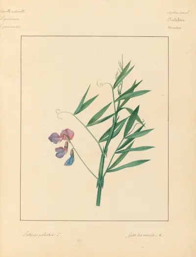 Pflanzen aus der Umgebung von Paris Taf. 043 von Pierre Jean François Turpin