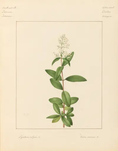 Pflanzen aus der Umgebung von Paris, Taf. 44 von Pierre Jean François Turpin