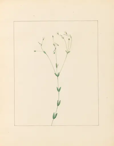 Pflanzen aus der Umgebung von Paris, Tafel 045 von Pierre Jean François Turpin