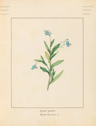 Pflanzen aus der Umgebung von Paris, Tafel 049 von Pierre Jean François Turpin
