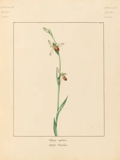 Pflanzen aus der Umgebung von Paris Taf. 054 von Pierre Jean François Turpin