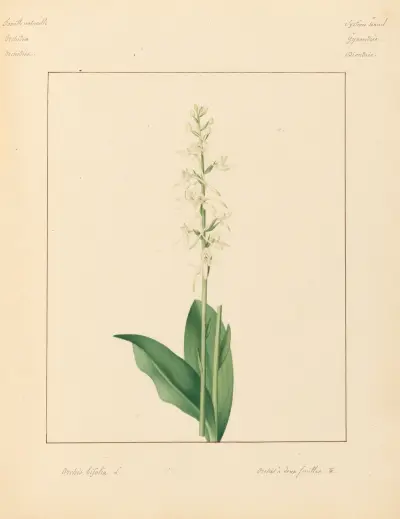 Pflanzen aus der Umgebung von Paris, Tafel 57 von Pierre Jean François Turpin