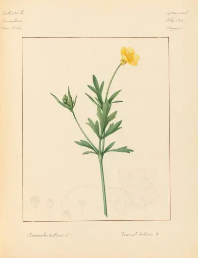 Pflanzen aus der Umgebung von Paris Taf. 078 von Pierre Jean François Turpin
