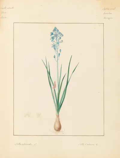 Pflanzen aus der Umgebung von Paris Taf. 086 von Pierre Jean François Turpin