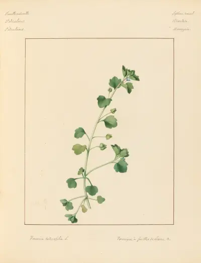 Pflanzen aus der Umgebung von Paris Taf. 099 von Pierre Jean François Turpin