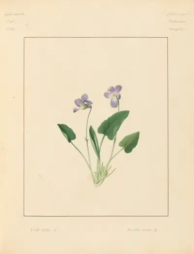 Pflanzen aus der Umgebung von Paris, Taf. 100 von Pierre Jean François Turpin
