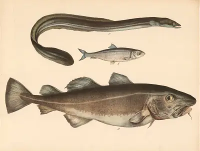 A Der Kabeljau (Gadus morrhua) b Der Häring (Clupea harengus) c Der Aal (anguilla fluviatilis), Franz Engleder