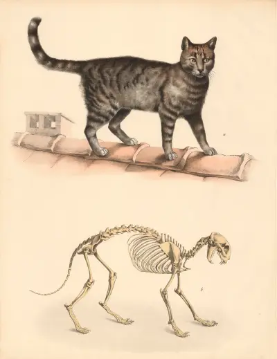 A) Hauskatze (Felis domesticus) b) Skelett derselben, Franz Engleder