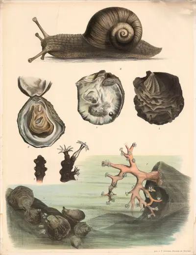 A. Weinbergschnecke (Helix pomatia). b. Echte Perlmuschel (Meleagrina margaritifera). Aussenseite. c. Innenseite derselben. d. Auster (Ostrea edulis) geöffnet. e. Rote Edelkoralle (Corallinm rubrun). f. Edelkoralle mit geschlossenen Warzen nach dem Zurücktreten der Polypen. g. Teil eines Stockes der Edelkoralle mit einem ganz und zwei teilweise entfalteten Tieren von Aussen, e. Desselbe im Durchschnitt. Kohlweissling (Pieris brassicae) stark vergrössert. f. Schmetterling, g. Raupe, h. Pupppe., Franz Engleder