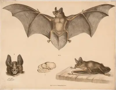 Bat, 1860, Franz Engleder