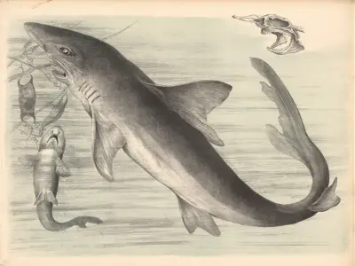 Rekin (Carcharias vulgaris), Franz Engleder