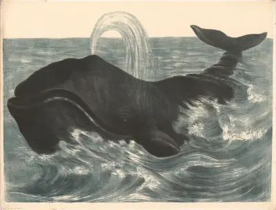 Der Walfisch (Balaena mysticetus), Franz Engleder