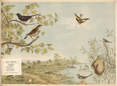 ) Feldlerche .(Alauda arvensis). ) Bachstelze (Mota-cilla). ) Umfel (Turdus merula). ) Singdrossel (Turdus torquatus). ) Beutelmeise (Parus pendulinus). ) Stieglitz (Fringilla carduelis), Franz Engleder