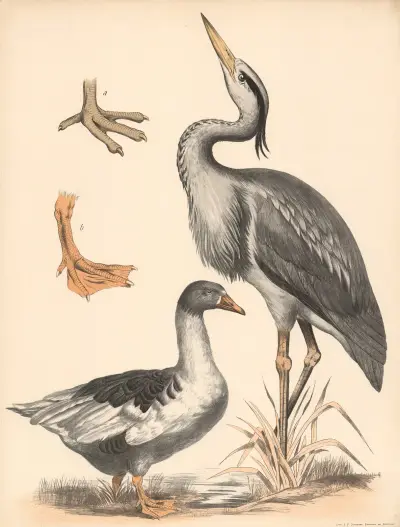 Fischreiher (Ardea cinerea) Gans (Anser) a) Watfuss und b) Schwimmfuss vergrssert, Franz Engleder