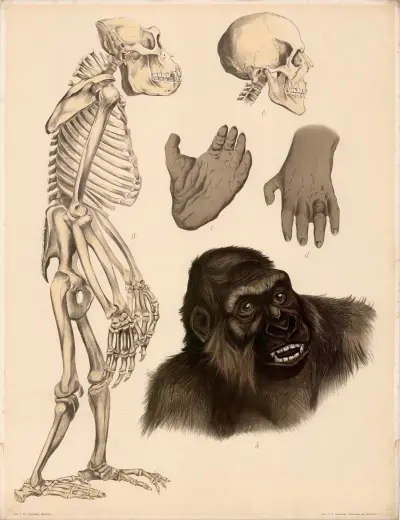 Gorilla (Troglodytes Gorilla), a Skelett, b Kopfstück in natürl Grösse, c Hinterhand, d Vorderhand, e Schä, Franz Engleder