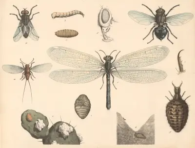 Housefly, blowfly, antlion, cochineal, Franz Engleder