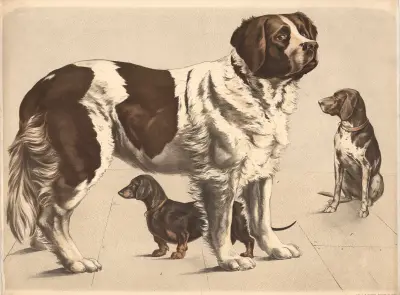 Hund (Canis familiaris) ) Bernhardiner ) Dachshund ) Hühnerhund, Franz Engleder
