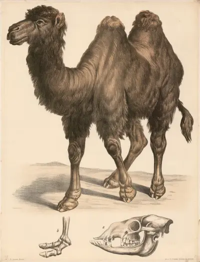 Kamel (Camelus bactrianus)  a Schädel, b Fussskelett., Franz Engleder