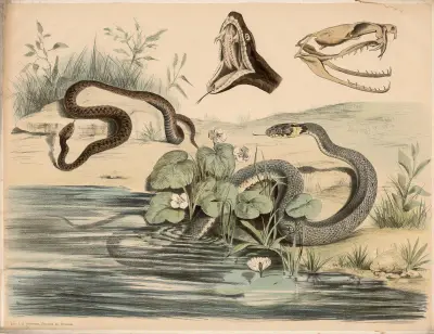 Kreuzotter, (Pelias berus) Ringelnatter, (Tropidonotus natrix) Schädel und geöffneter Rachen der ersteren verg, Franz Engleder