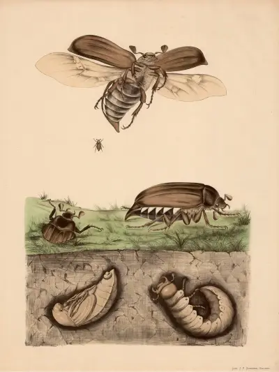 Maikäfer (Melolontha vulgaris) und seine Verwandlung, Franz Engleder